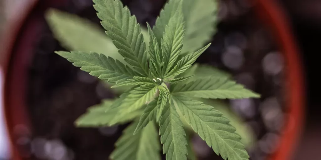 Cannabis Strains Not Applicable