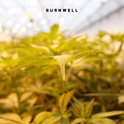 Burnwell Flower