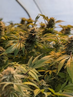 Conscious Cannabis 1