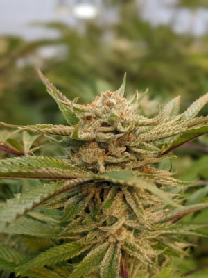 Conscious Cannabis bud