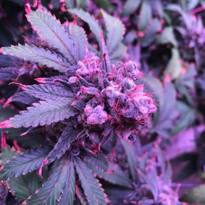 solace greenbluff greenhouse